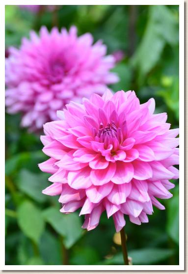 ダリア　マジックピンク（Magic Pink）｜花の手帖のダリア図鑑