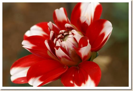 ダリア マイスガタ（舞姿）