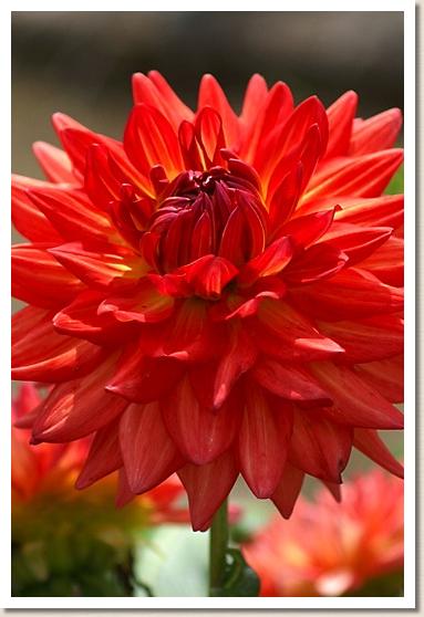 ダリア マナーサンセット