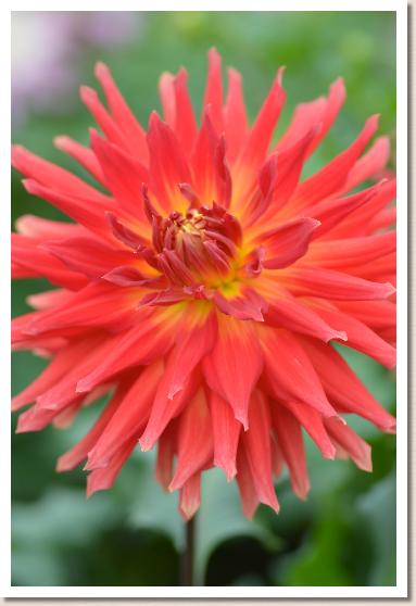 ダリア マルタ（marta）