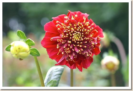 ダリア　マリーチャーチル