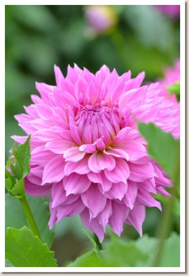 ダリア マスターガーデナー