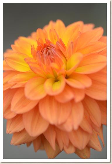 ダリア マヤノシンピ（マヤの神秘）