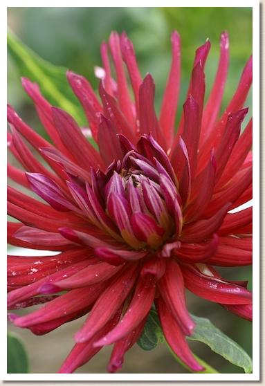 ダリア　メイチョウシ