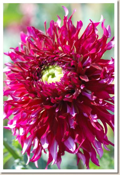 ダリア　ミダレガミ