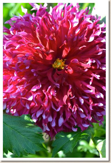 ダリア　ミダレガミ