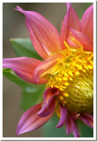 ダリア　ミナトノオンナ