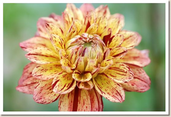 ダリア　ミンガスマリー