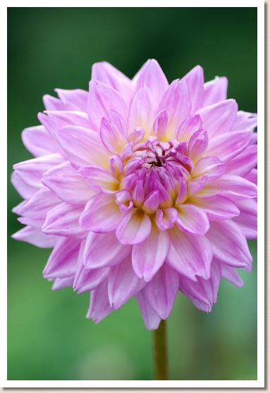 ダリア ミスコンパニオン