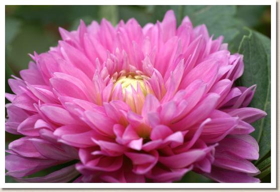 ダリア　ミツガヤノヒカリ