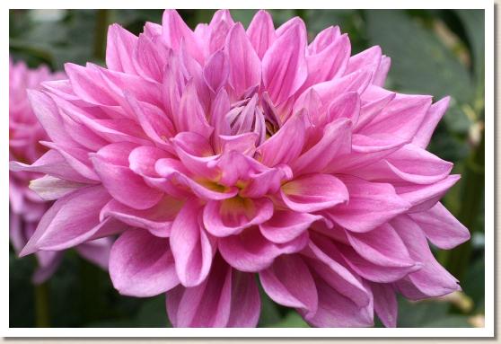 ダリア　モモホシ