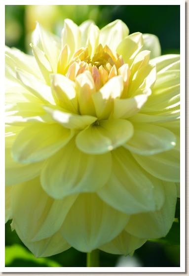 ダリア　モナコS（Monaco S）