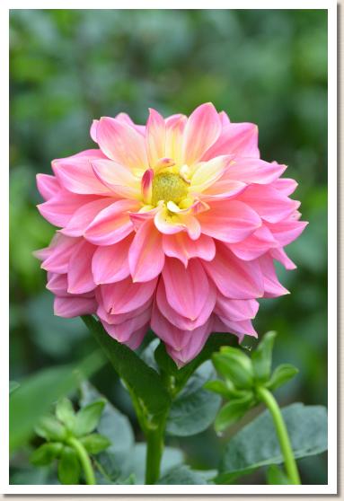 ダリア　ムードメーカー