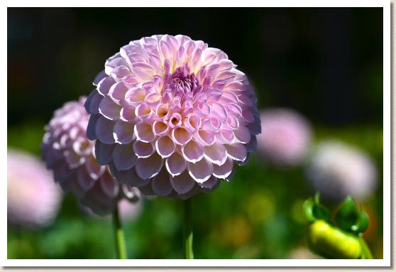 ダリア　ムーミン（Moomin）｜花の手帖のダリア図鑑