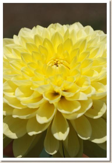 ダリア　ムーンチャイルド