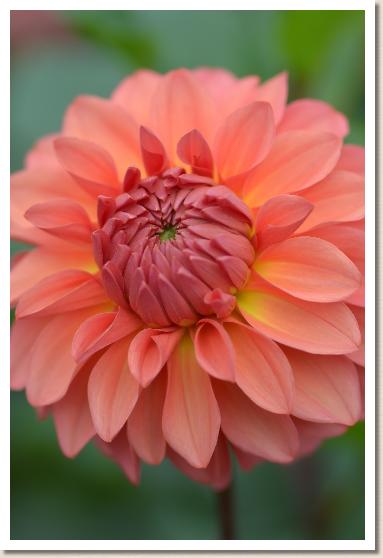 ダリア ミスターイーグルス