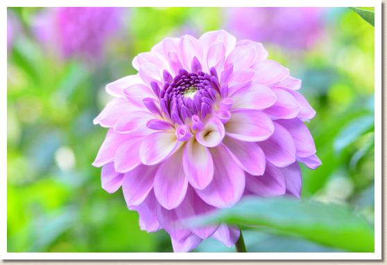 ダリア　ムテキ｜花の手帖のダリア図鑑