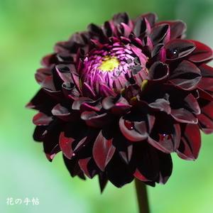 ダリア　ナマハゲノアール（Namahage Noir）｜花の手帖のダリア図鑑