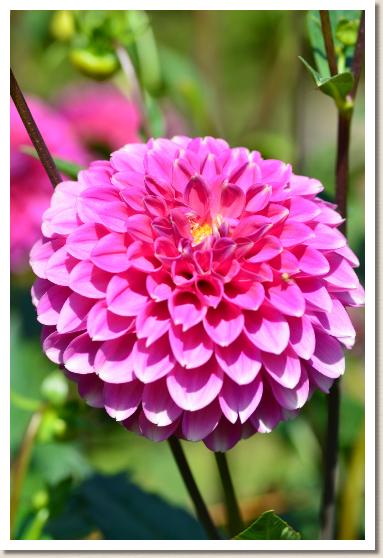 ダリア　ナンシーM（Nancy M）