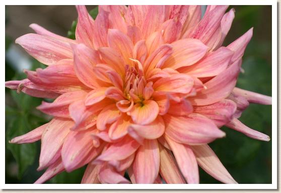 ダリア　ナーゲルセンセイション