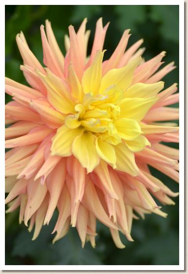 ダリア 那須の光