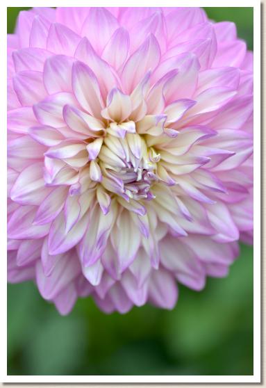 ダリア　ネムノアメ（ねむの雨）