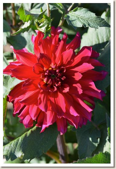 ダリア　ネツエン（熱演）｜花の手帖のダリア図鑑