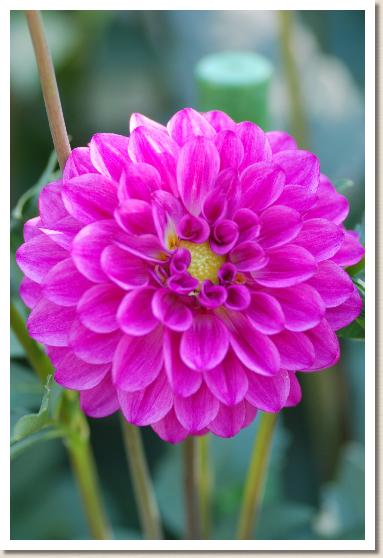 ダリア　ナイス