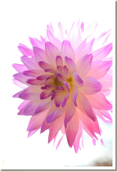 ダリア　ニジ（虹）