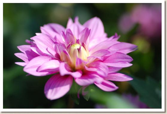 ダリア　ノベザクラ（野辺桜）