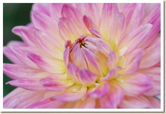 ダリア オリジナルスマイル