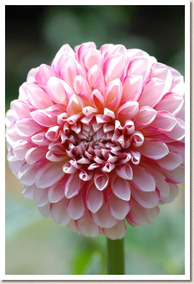 ダリア ペア レディ