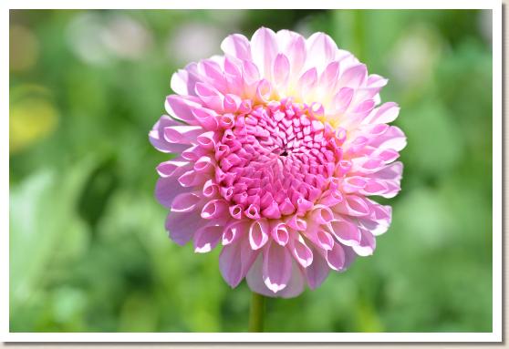 ダリア　ビーチボール（Beach Ball）｜花の手帖のダリア図鑑