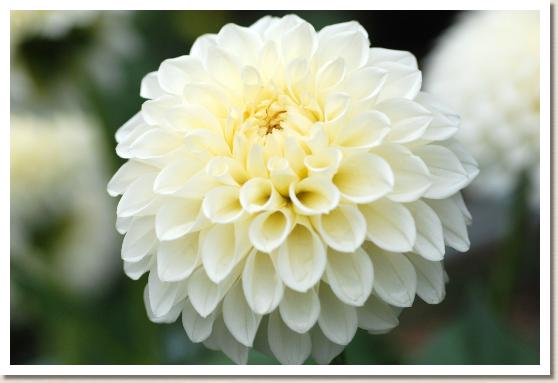 ダリア　パールライト