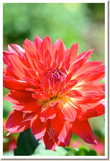 ダリア　ペチカ｜花の手帖のダリア図鑑