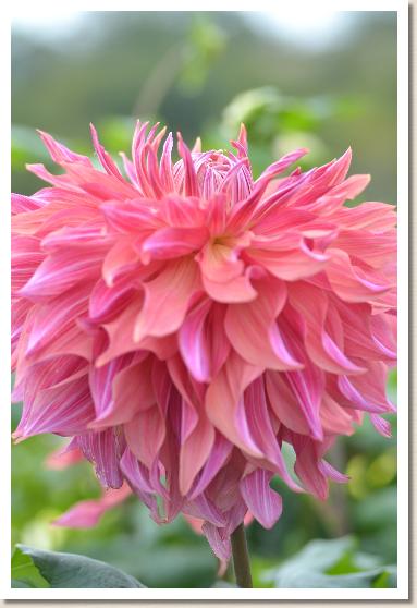 ダリア ペンヒルダークモナーク