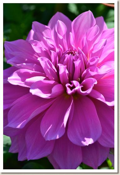 ダリア ピンクジャイアント