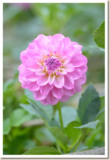 ダリア ピンククィーン