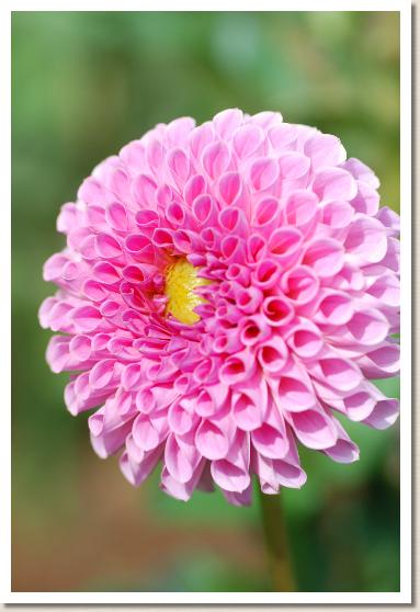 ダリア　ピンクサファイア（Pink Sapphire）