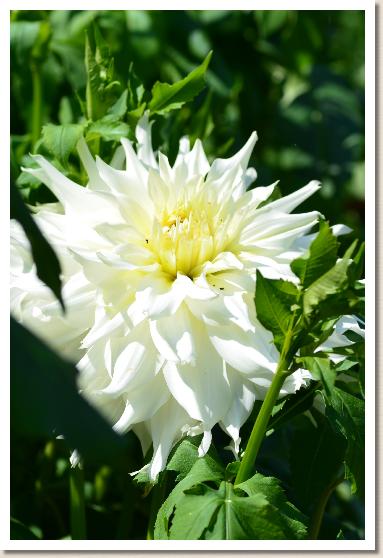 ダリア　ピーメモリー（P Memory）