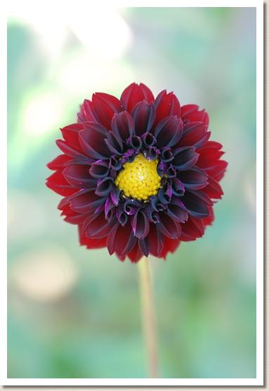 ダリア ポンポンショコラ