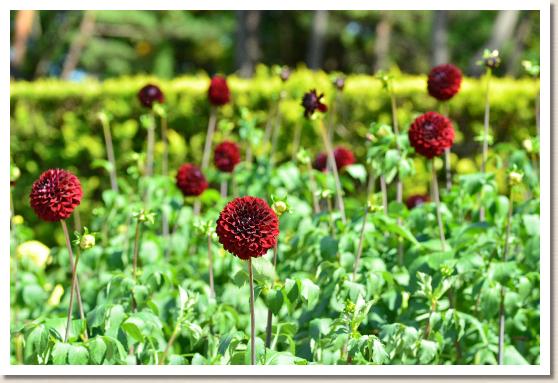 ダリア ポンポンショコラ