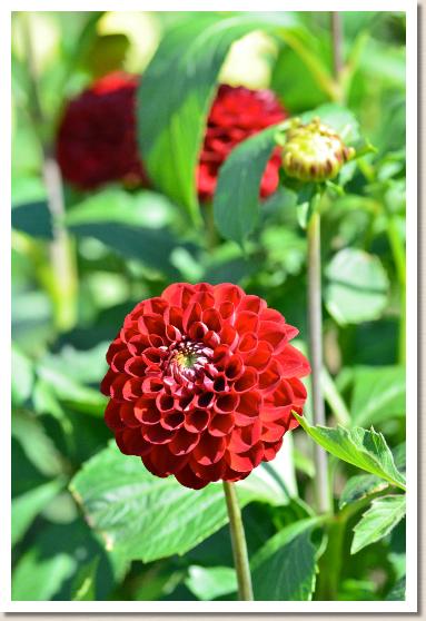 ダリア　ポンポコリン｜花の手帖のダリア図鑑