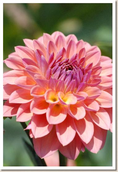 ダリア ポートオータム