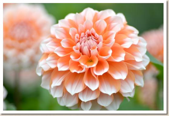 ダリア ポートライト ペアビューティ