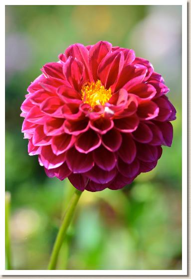 ダリア　ポートナイト