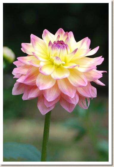 ダリア プリティベイビー