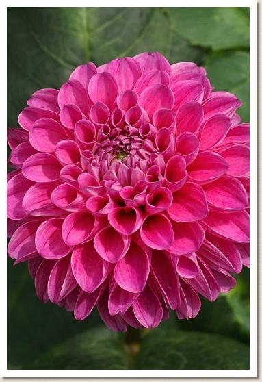 ダリア　レベッカ リン