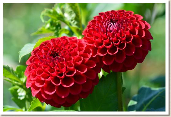 ダリア レッド スター（Red Star）