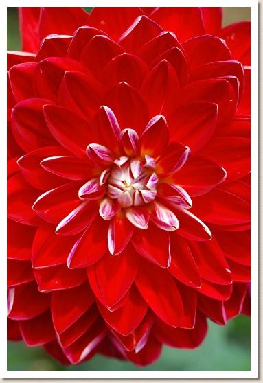 ダリア　レッド ベルベット